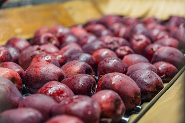 apples on an automatic line for selection and sorting