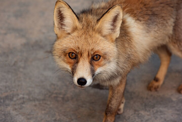 Portrait of red fox looking in camera. Close-up photo of a tod. Curious wild animal came close to the photographer. High quality horizontal photo