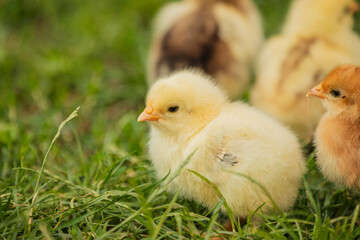yellow little chickens walk on the grass, close-up