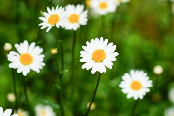 Fototapeta premium Des marguerites dans un champ de fleurs