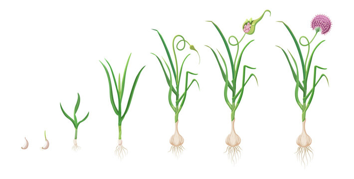 Garlic growth cycle. Vector illustration of development of an agricultural plant. Germination and flowering of agricultural crops