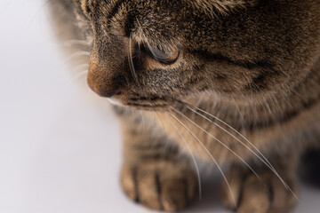Close-up portrait of a cat. A cat of a European breed looks. Brown gray striped fluffy. Pet.