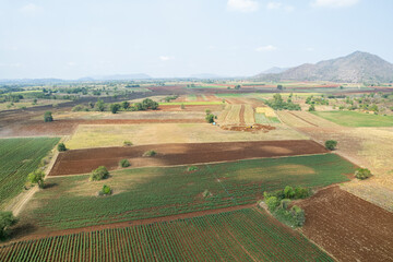 Fototapeta premium aerial view from flying drone of Field rice with landscape green pattern nature background, top view field rice