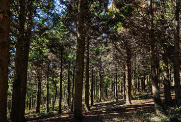 Sunlight falling on a forest with large trees Nature Background