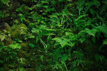 Green nature background with moss and leaves