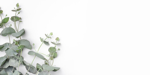 Green eucalyptus branches on a white background. Spring banner with place for text. Flat lay, top...