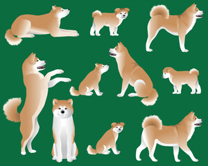 Collection of Japanese Akita or Akita Inu dog breed in colour image