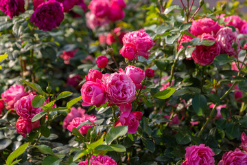 English rose David Austin blooms on a Bush in the summer in the garden