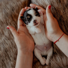 Cute newborn puppy jack russell terrier on hands
