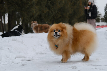 Red Pomeranian stands on path in city winter park and enjoys walk. In background, female owner with two Australian Shepherds playing. Three dogs have fun in snow on frosty winter day.