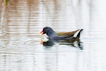 Close up of a swimming Moorhen, Gallinula chloropus, with beautiful yellow beak tip and rippling water with reflection