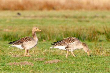 Close up of a pair of attentive gray geese, Anser Anser, foraging in their natural living environment of grassy green meadows with freshly engraved grass in their orange beaks