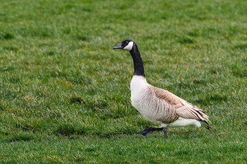 A Canada goose, Branta canadensis, walks with one leg raised through a splashing green grassy meadow