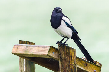 Cheeky looking Magpie, Pica pica, sitting on a wooden information board against a blurred green background