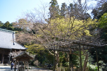 Fototapeta na wymiar 妙本寺境内の景色