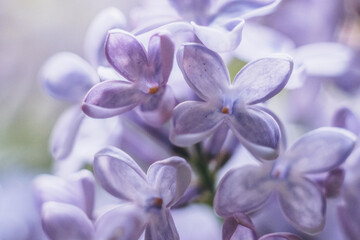 Lilac blossom in spring. Lilac flowers close up. Growing lilacs.