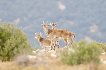 Female ibex in mountainous area of Spain. Wild animals.