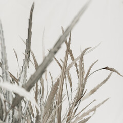 Dried white leaves bouquet on white background. Minimal floral holiday composition