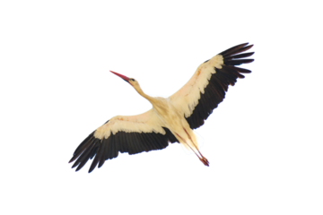 Stork in flight on isolated background