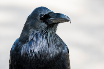 portrait of a common raven, Yellowstone, USA