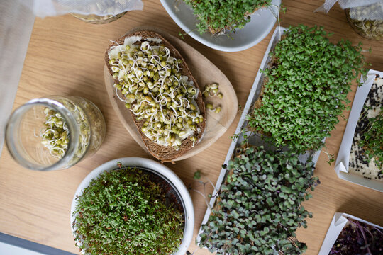Fresh homegrown herbs and sprouts on table at home