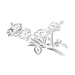 Continuous line drawing. line art rose branch Vector Minimalistic