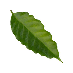 Fresh Green  Arabica Coffee Leaf isolated on a transparent background