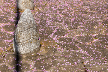 見沼通船堀公園入口のタケノコのオブジェと散った桜の花びら