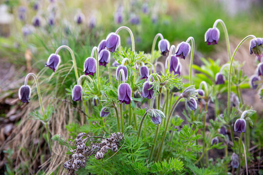 Purple pasque flowers in field