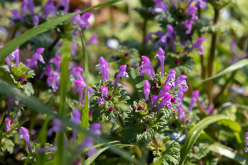草むらの中で咲くホトケノザのクローズアップ