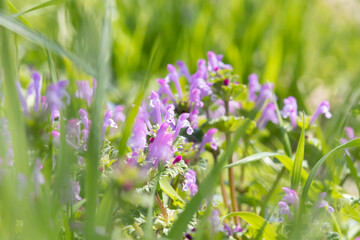 草むらの中で咲くホトケノザのクローズアップ