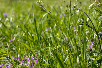 春の生き生きとした草むらのクローズアップ、ホトケノザ、ナズナなど