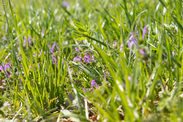 春の生き生きとした草むらのクローズアップ、ホトケノザ、ナズナなど