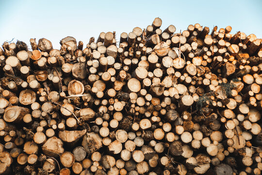 Stack of logs in front of sky