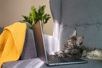 Gray cat with laptop sitting in armchair at home