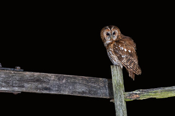 a close up portrait of a tawny owl at night. It is perched on an old wooden fence and is lit by flash. There is copy space around the bird