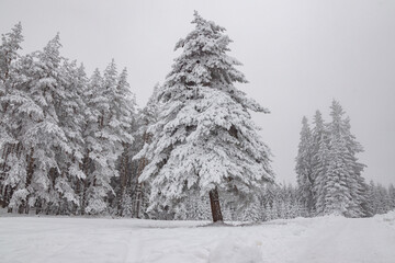 Beautiful winter landscape of pure white snow on trees in coniferous forest. Snowy weather conditions. Natural snowy texture background, fairy scene. Fir and pine wood sight, footprints on the ground.