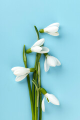 Snowdrop on blue background. White springs flower in close-up with copy space.concept of early spring.