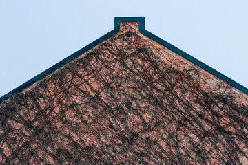 brick wall with woodbine climbing plant
