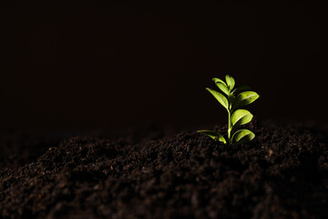 Earth Day, Environment and Eco concept, space for text