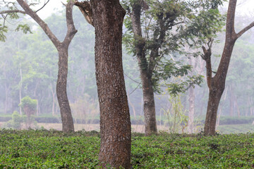 beautiful foggy morning over tea garden.this photo was taken from   Chittagong,Bangladesh.