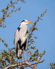 African Grey Heron perched Wildlife Nature landscape 