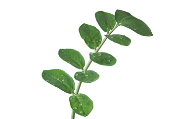  branch with zamiokulkas leaves in drops of water.  Isolate on white. PNG