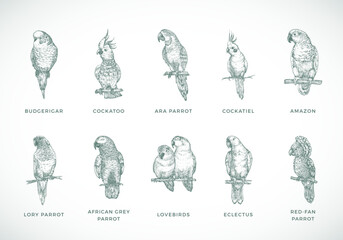 Hand Drawn Vector Parrots Species Illustrations Set. Collection of Bird Breeds Sketch Silhouettes Isolated © createvil