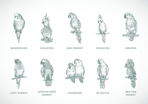 Hand Drawn Vector Parrots Species Illustrations Set. Collection of Bird Breeds Sketch Silhouettes Isolated