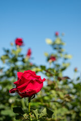 Beautiful red rose garden on The Hill