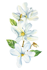 Magnolia flowers, brunches and leaves on isolated background, watercolor white flowers, spring flora for design
