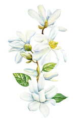 Magnolia flowers on isolated background, watercolor white flowers, spring flora for design