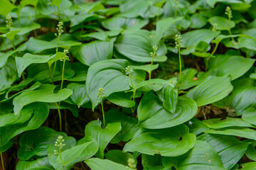 Maianthemum bifolium, false lily of the valley or May lily.
