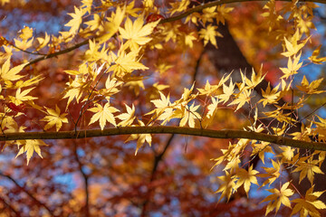 もみじ回廊　富士山河口湖